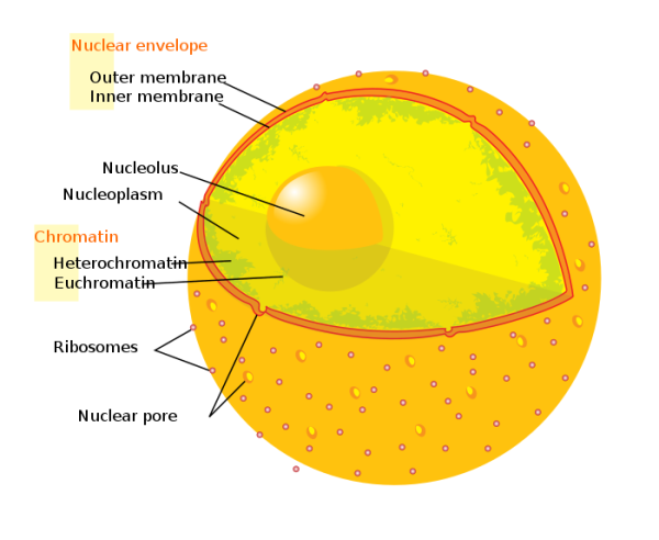 Строение ядра эукариотической клетки