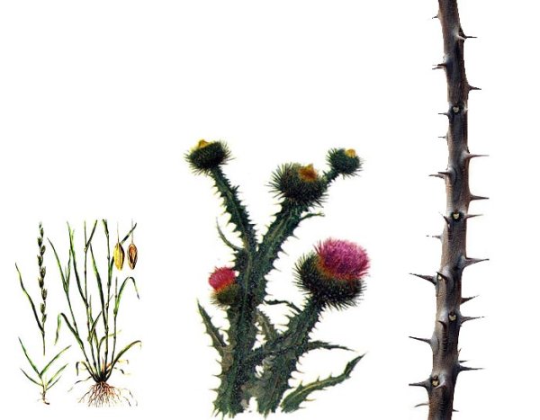 Корень татарника колючего