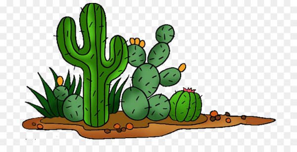 Кактус на прозрачном фоне