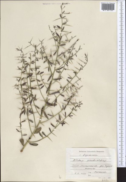 Верблюжья колючка. Чертополох