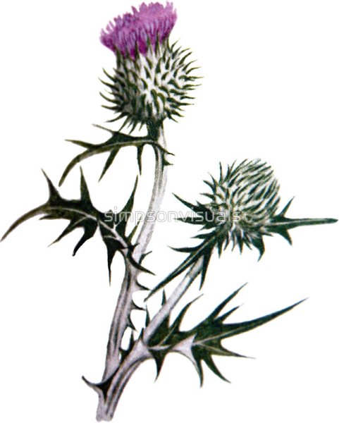 Картун растение чертополох