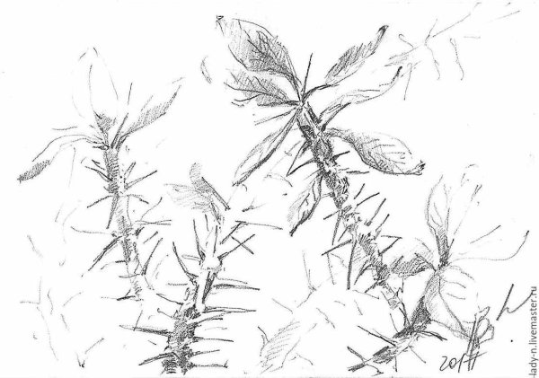 Терновый венец тату