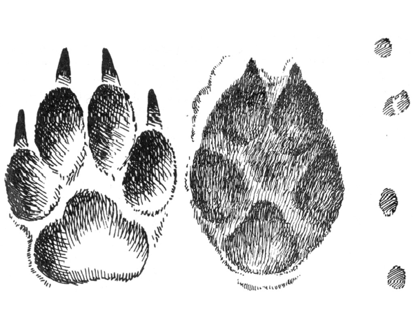 След рыси волка лисы и собаки