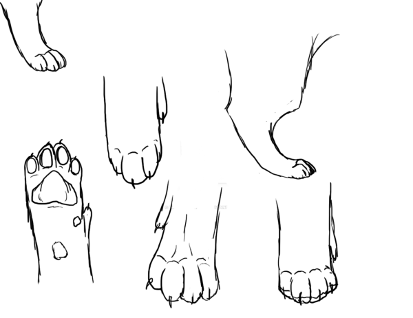 След лапы волка