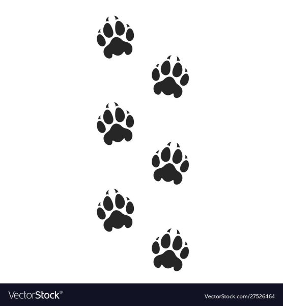 Референс лапа кота сбоку