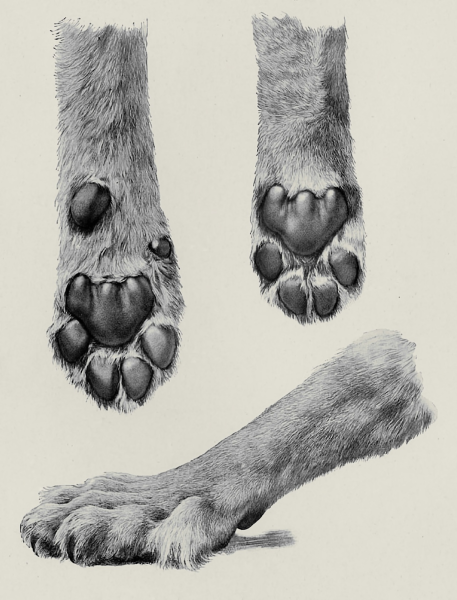 Отпечаток кошачьей лапы с когтями