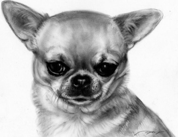 Чихуахуа компаньон