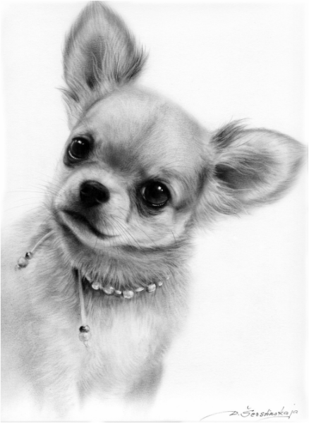 Морда чихуахуа сбоку