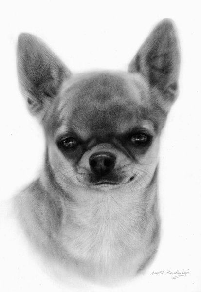 Наброски чихуахуа