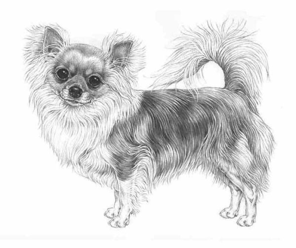 Собака чихуахуа