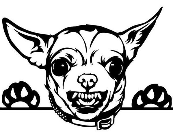 Мультяшная чихуахуа