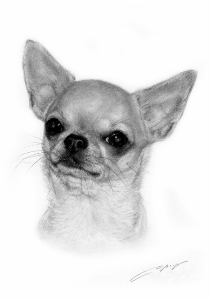 Раскраска чихуахуа