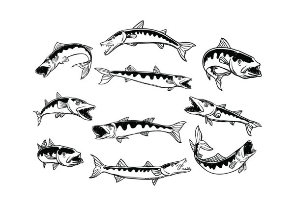 Барракуда рыба