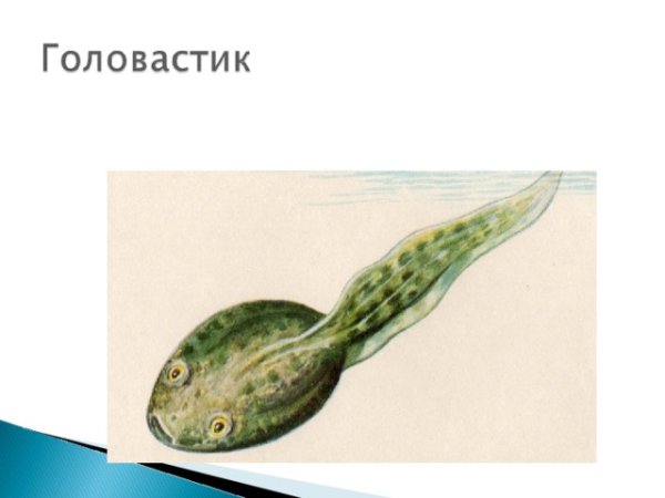 Головастик с наружными жабрами