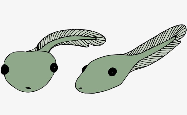 Головастик милый