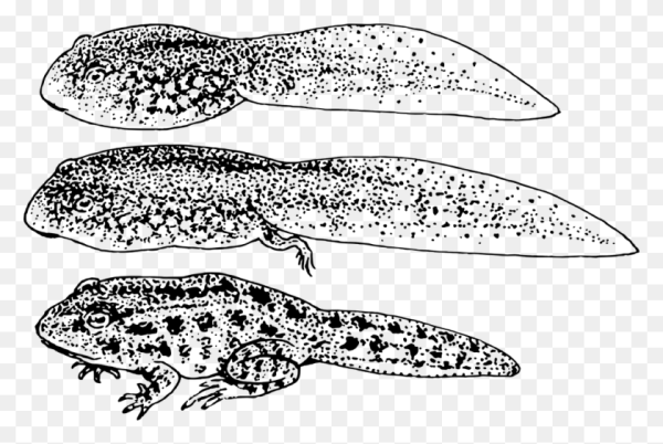 Головастик амфибий