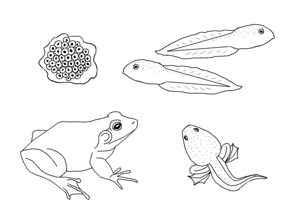 Земноводные задания для детей