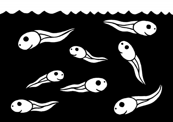 Тадпол головастик