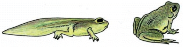 Головастик без фона