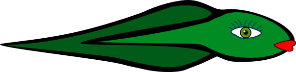 Боковая линия у амфибий