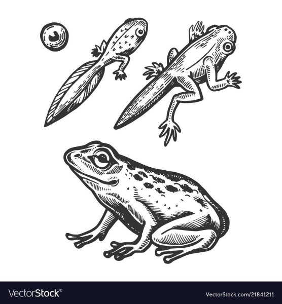 Головастик на прозрачном фоне