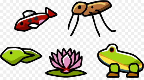 Structure of Amphibians