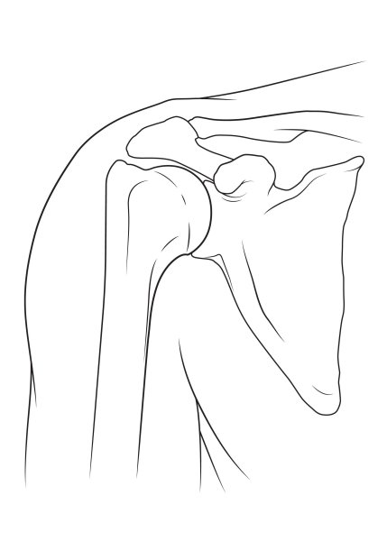 Анатомия плечевого сустава кости