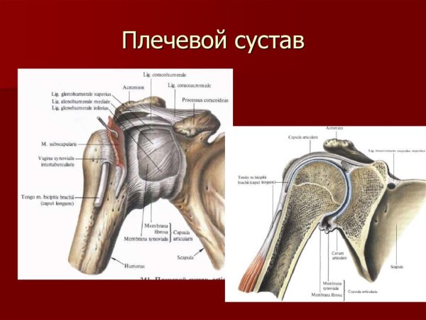 Плечевой сустав анатомия строение на латыни