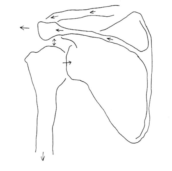 Лопатка плечевого пояса