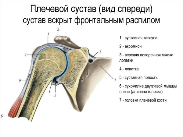 Строение человеческого плечевого сустава