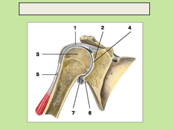 Плечевой сустав анатомия строение