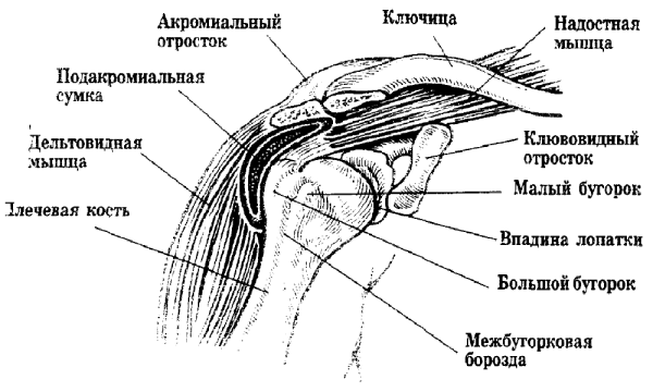 Плечевой сустав анатомия строение