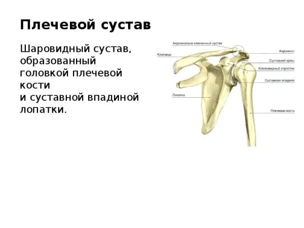 Плечевой сустав строение костей образующих сустав