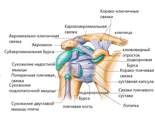 Сухожилия плечевого сустава анатомия