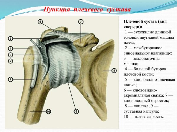 Строение плечевого сустава вид сзади