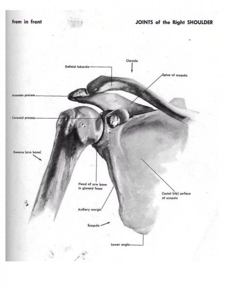 Гленоид плечевого сустава анатомия