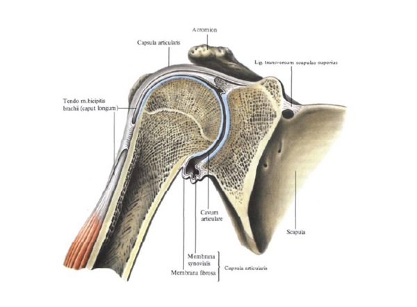Капсула плечевого сустава анатомия