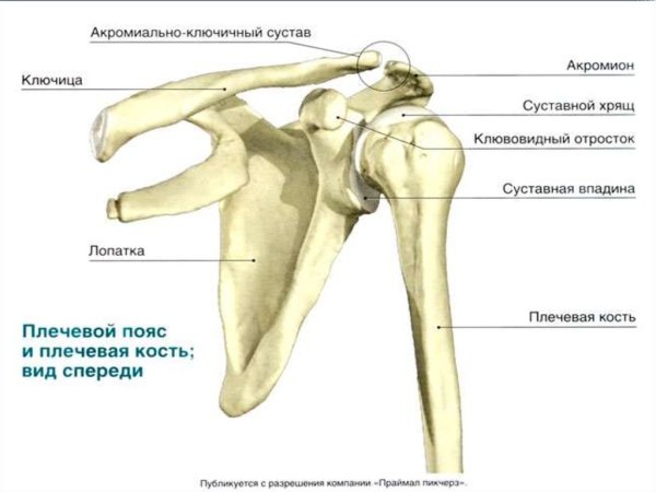 Строение костей плечевого пояса