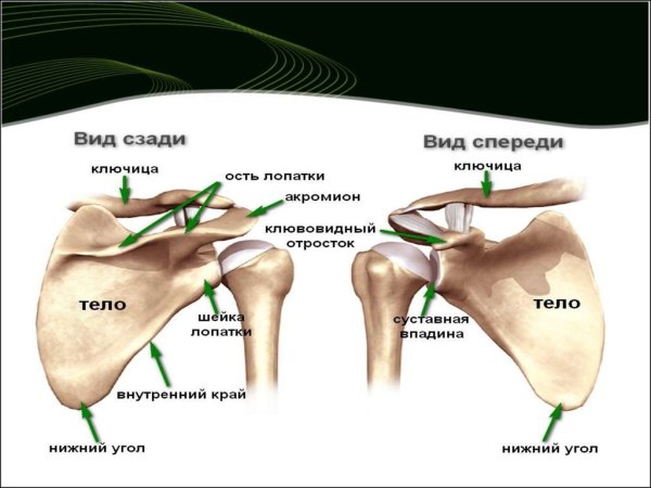 Лопатка и ключица анатомия человека