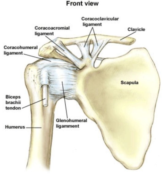 Ligament of the Shoulder Joint