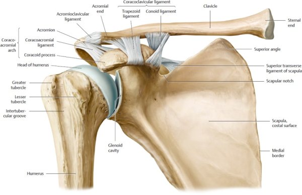 Ligamentum coracoclaviculare