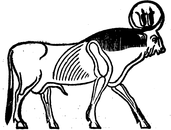 Священный бык АПИС