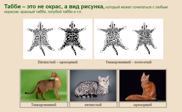 Окраска табби у кошек