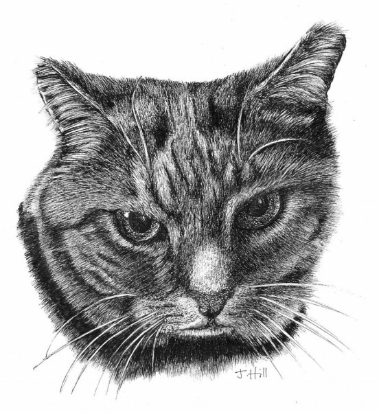 Европейская кошка рисунок