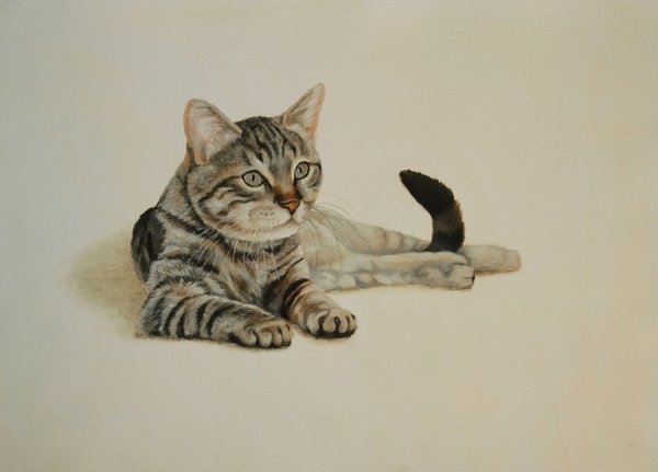 Табби окрас- рисунки