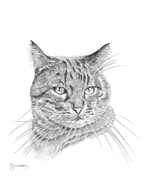 Табби раскраска