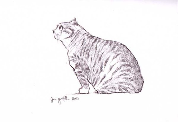 Рисунок табби