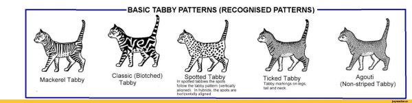 Табби окрас схема
