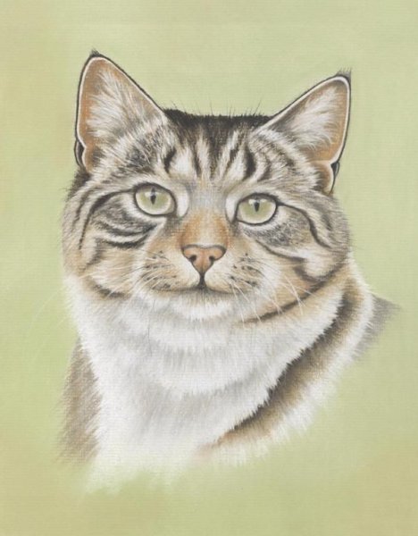 Портреты красивых кошек