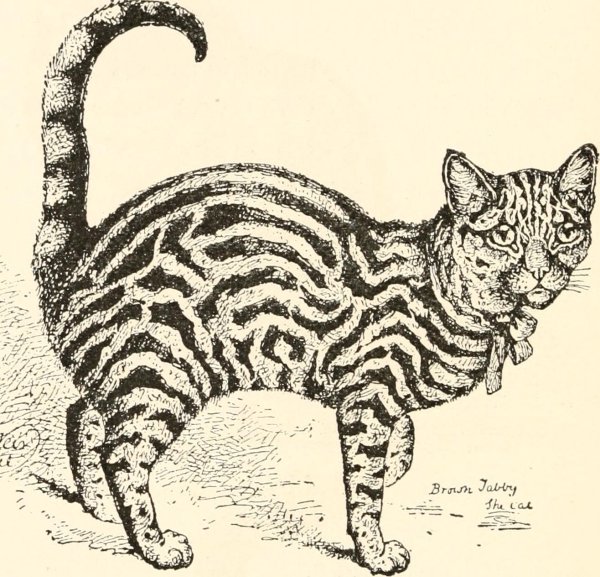 Агути табби окрас кошек